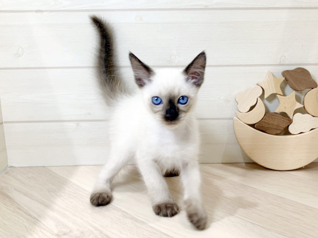 オリエンタルショートヘアー, 性別 男の子, 誕生日 2026/01/19, 毛色 シールポイント, 出身 東京都, 店舗 日吉津店(鳥取県), お問い合わせ番号 2511127