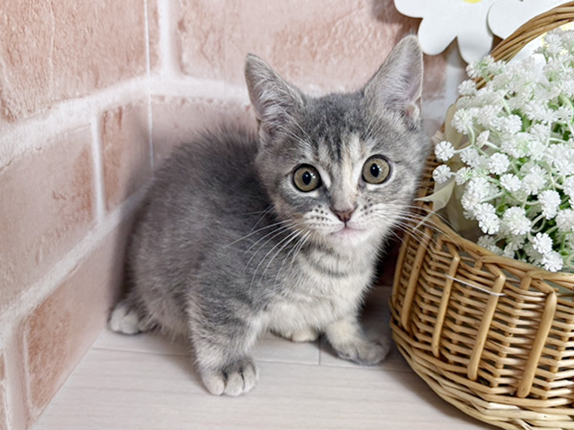 静岡県のマンチカン (ペッツファースト富士南店/2026年1月16日生まれ/女の子/ブルークリーム)の子猫の1枚目の画像
