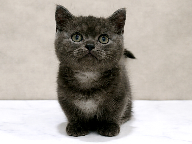 東京都のミヌエット (ペッツファースト中野店/2026年1月18日生まれ/男の子/ブルー)の子猫の1枚目の画像