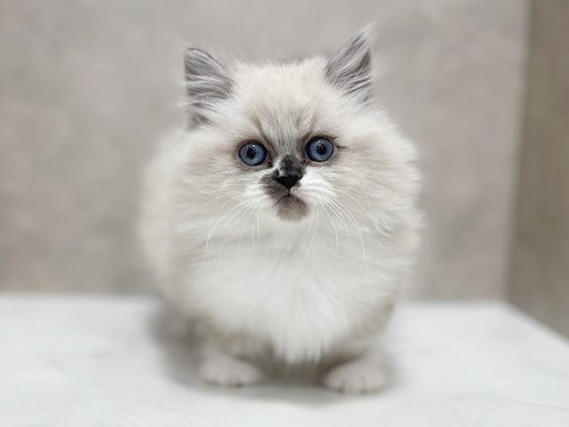 東京都のミヌエット (ペッツファースト池袋店/2026年1月18日生まれ/男の子/ブルーポイントホワイト)の子猫の1枚目の画像