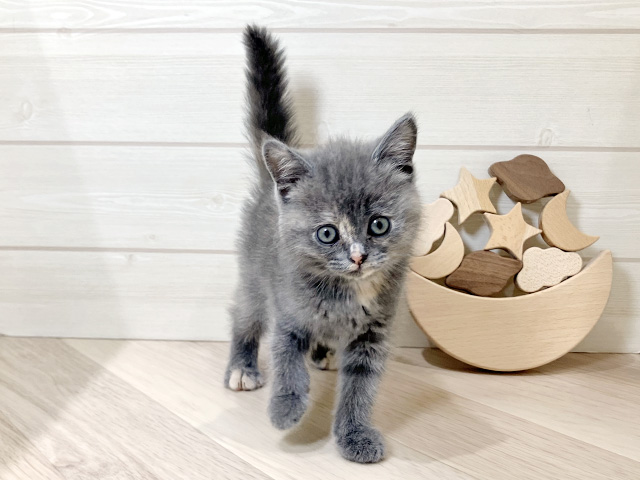 鳥取県のブリティッシュショートヘアー (ペッツファースト日吉津店/2026年1月21日生まれ/女の子/ブルークリーム)の子猫