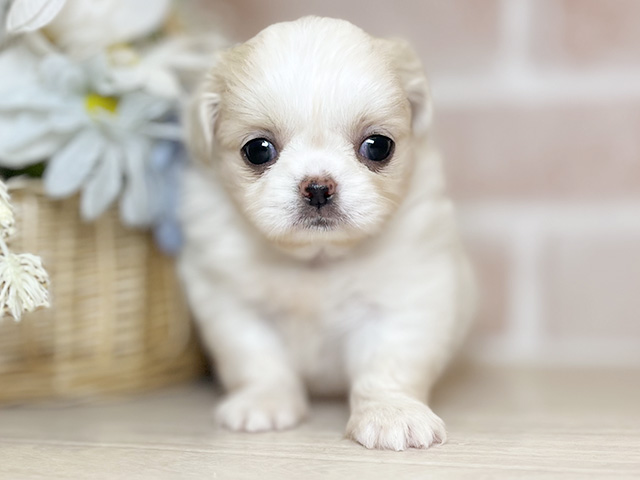 千葉県のチワペキ/ペキチー/ペキチワ(チワワ×ペキニーズ) (ペッツファースト千葉ニュータウン店/2026年1月20日生まれ/女の子/クリームホワイト)の子犬の1枚目の画像