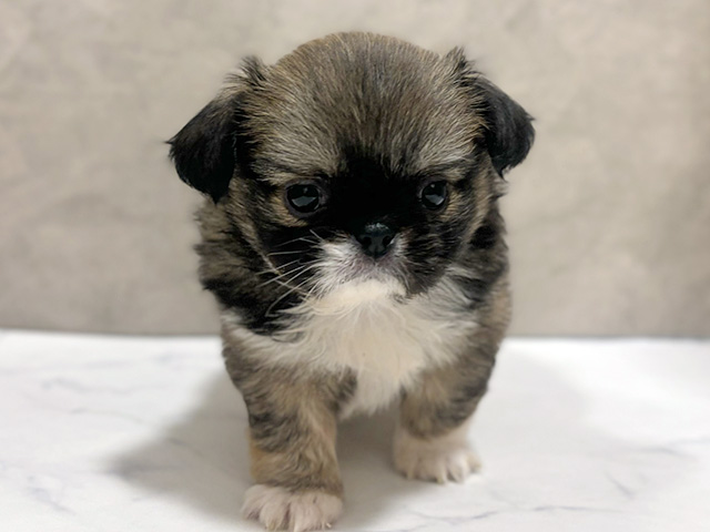 東京都のチワペキ/ペキチー/ペキチワ(チワワ×ペキニーズ) (ペッツファースト池袋店/2026年1月20日生まれ/男の子/レッドホワイト)の子犬の1枚目の画像