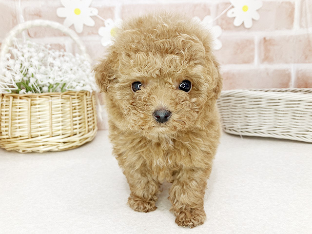 東京都のトイプードル(ティーカップ) (ペッツファーストお台場店/2026年1月19日生まれ/女の子/アプリコット)の子犬