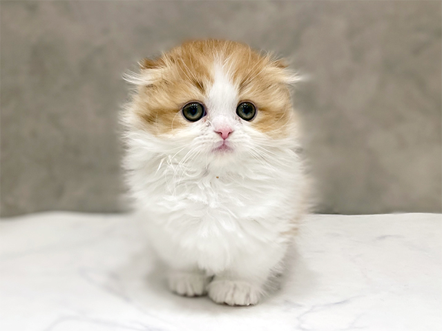 千葉県のマンチカン (ペッツファーストららぽーとTOKYO-BAY店/2026年1月14日生まれ/女の子/レッドタビーホワイト)の子猫