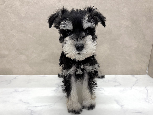 東京都のミニチュアシュナウザー (ペッツファースト八王子多摩美大前店/2026年1月15日生まれ/男の子/ブラックシルバー)の子犬