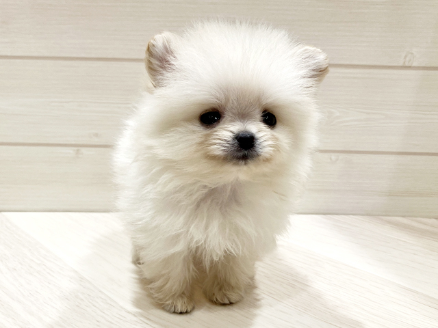 東京都のポメラニアン (ペッツファースト豊洲店/2026年1月21日生まれ/女の子/クリーム)の子犬の1枚目の画像