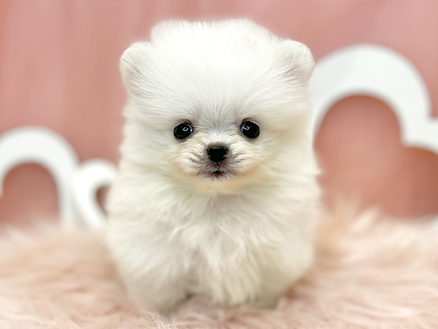 東京都のポメラニアン (ペッツファースト広尾店/2026年1月21日生まれ/女の子/クリーム)の子犬