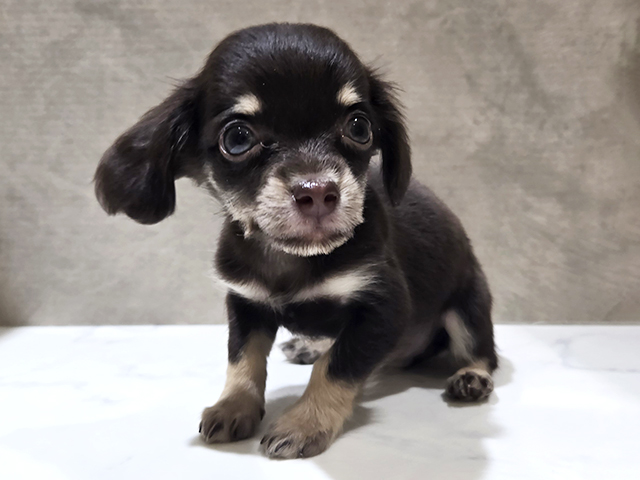 秋田県のチワックス(チワワ×ダックス) (ペッツファースト秋田店/2026年1月21日生まれ/女の子/チョコレートタン)の子犬の1枚目の画像