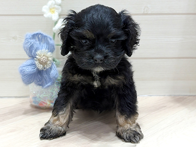 アメリカンコッカースパニエル, 性別 女の子, 誕生日 2026/01/21, 毛色 ブラックタン, 出身 新潟県, 店舗 ららぽーと門真店(大阪府), お問い合わせ番号 2520627