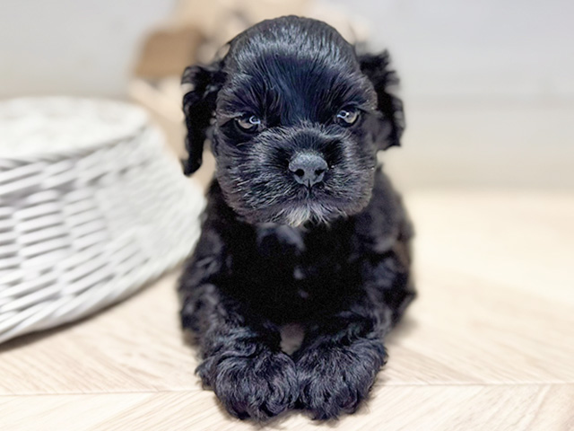 群馬県のアメリカンコッカースパニエル (ペッツファースト高崎店/2026年1月21日生まれ/男の子/ブラック)の子犬の1枚目の画像