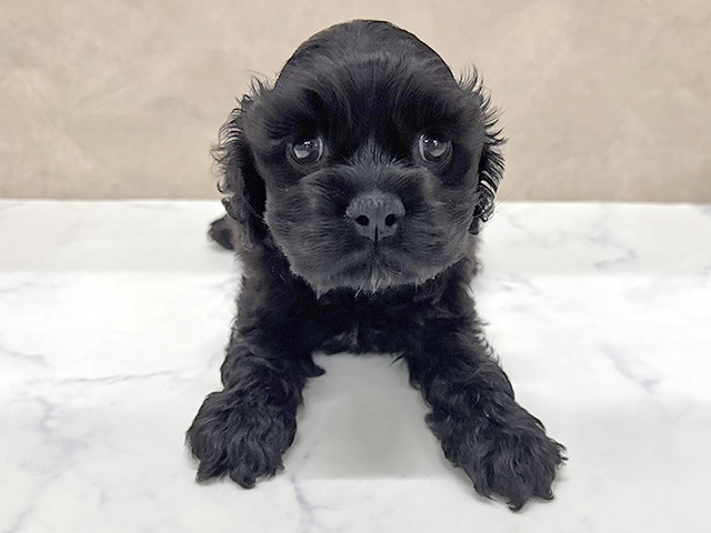 アメリカンコッカースパニエル