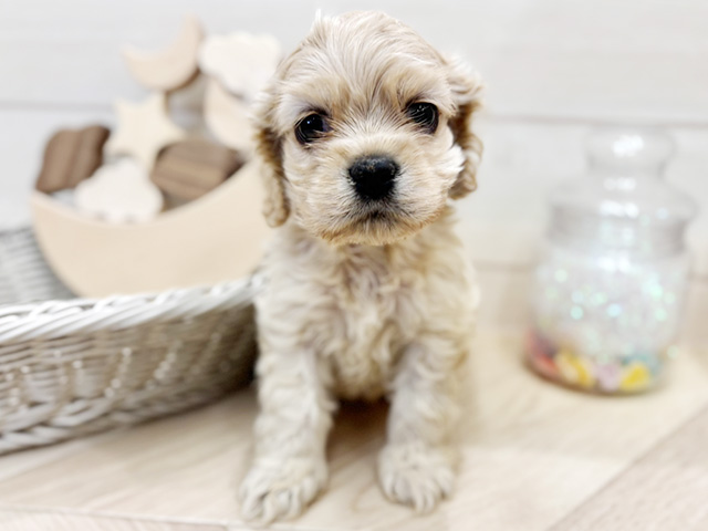 愛知県のアメリカンコッカースパニエル (ペッツファースト大高店/2026年1月21日生まれ/男の子/バフ)の子犬の1枚目の画像