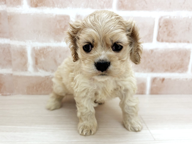 埼玉県のアメリカンコッカースパニエル (ペッツファーストさいたま新都心店/2026年1月21日生まれ/男の子/バフ)の子犬の1枚目の画像