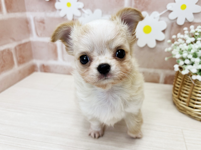 鹿児島県のチワワ(ロング) (ペッツファースト鹿児島店/2026年1月21日生まれ/男の子/クリームホワイト)の子犬