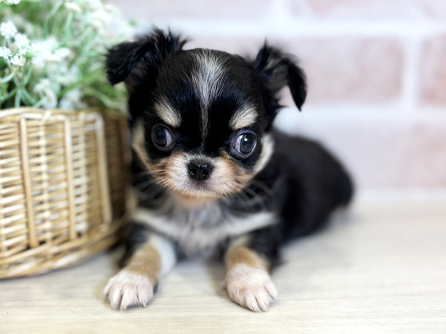 千葉県のチワワ(ロング) (ペッツファースト千葉ニュータウン店/2026年1月21日生まれ/男の子/ブラックタンホワイト)の子犬