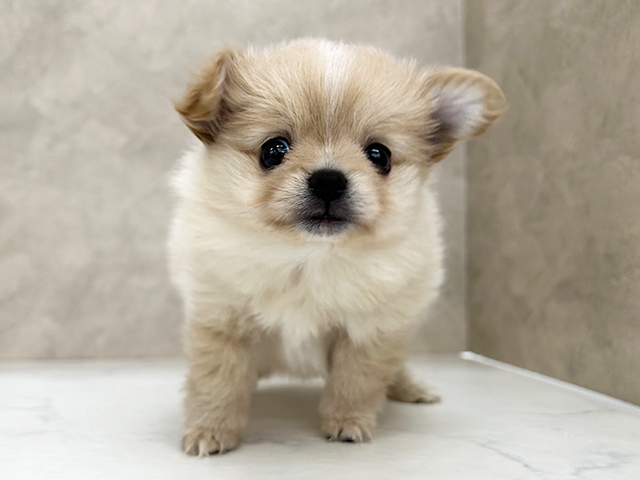 埼玉県のポメチワ/チワポメ/ポメチー(ポメラニアン×チワワ) (ペッツファースト岩槻店/2026年1月21日生まれ/女の子/クリームホワイト)の子犬の1枚目の画像