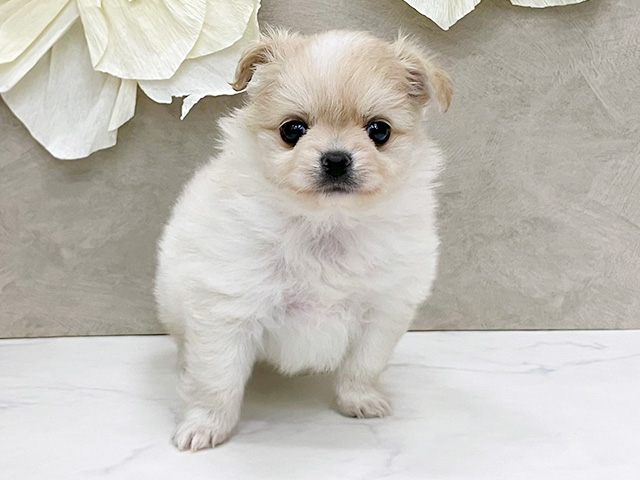 神奈川県のポメチワ/チワポメ/ポメチー(ポメラニアン×チワワ) (ペッツファースト久里浜店/2026年1月21日生まれ/女の子/クリームホワイト)の子犬の1枚目の画像