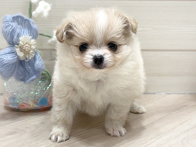 大阪府のポメチワ/チワポメ/ポメチー(ポメラニアン×チワワ) (ペッツファーストららぽーと門真店/2026年1月21日生まれ/女の子/クリームホワイト)の子犬