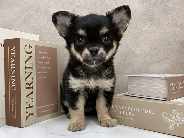 奈良県のチワワ(ロング) (ペッツファースト橿原店/2026年1月21日生まれ/女の子/ブラックタン)の子犬の1枚目の画像