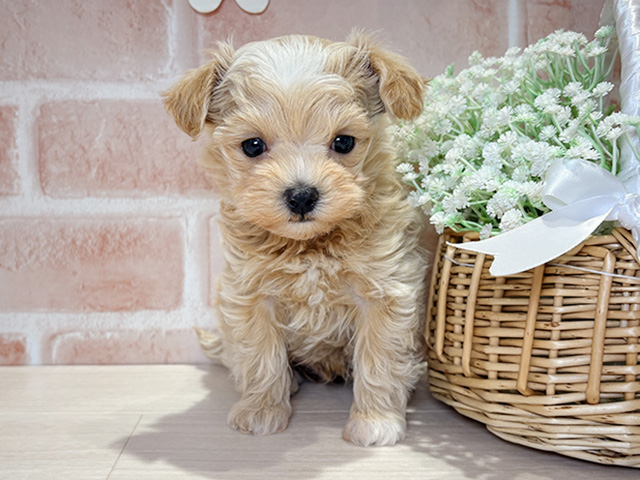 岡山県のマルプー(マルチーズ×プードル) (ペッツファースト倉敷店/2026年1月21日生まれ/男の子/クリーム)の子犬の1枚目の画像