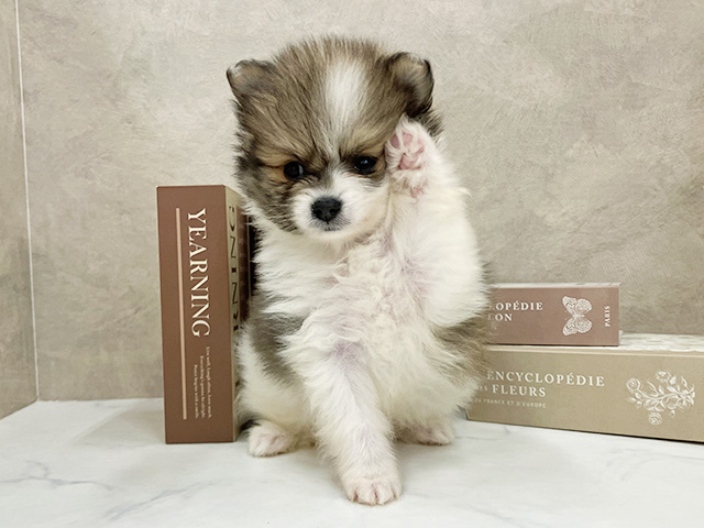 奈良県のポメラニアン (ペッツファースト橿原店/2026年1月18日生まれ/男の子/パーティーカラー)の子犬の1枚目の画像