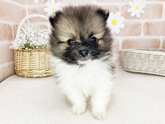 ポメラニアン