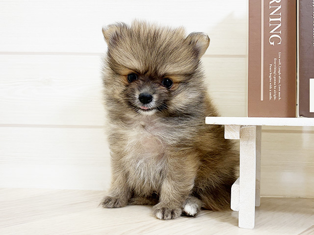 千葉県のポメラニアン (ペッツファースト市川コルトンプラザ店/2026年1月18日生まれ/男の子/オレンジ)の子犬