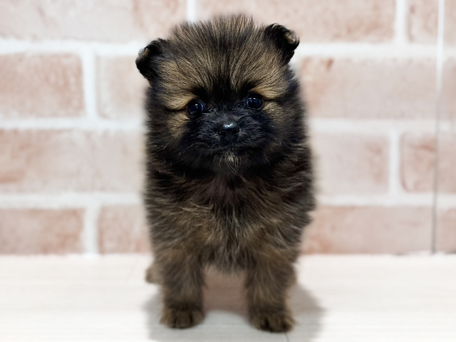 神奈川県のポメラニアン (ペッツファースト秦野店/2026年1月18日生まれ/女の子/オレンジ)の子犬