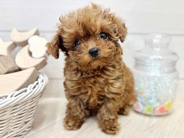 愛知県のトイプードル(ティーカップ) (ペッツファースト大高店/2026年1月14日生まれ/女の子/レッドフォーン)の子犬の1枚目の画像