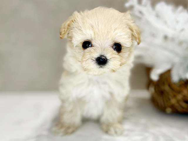 大阪府のマルプー(マルチーズ×プードル) (ペッツファースト茶屋町店/2026年1月21日生まれ/女の子/クリームホワイト)の子犬の1枚目の画像