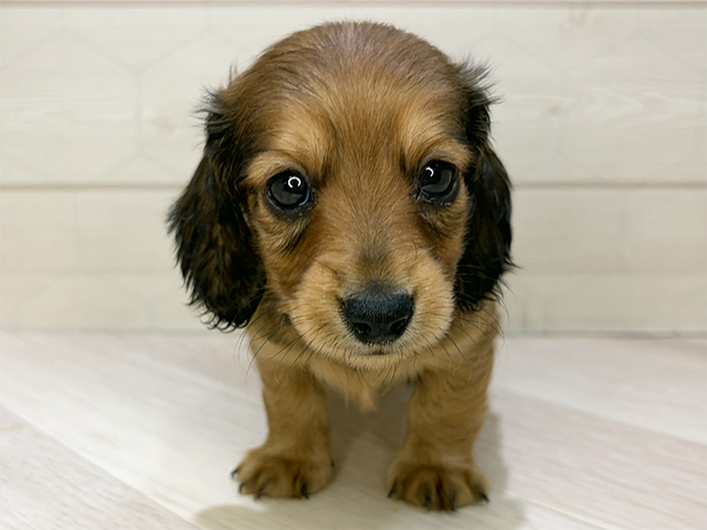 カニヘンダックスフンド