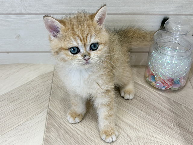 ブリティッシュ