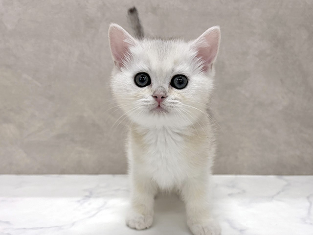東京都のブリティッシュショートヘアー (ペッツファースト八王子多摩美大前店/2026年1月17日生まれ/女の子/シェルシルバーシェーデット)の子猫の1枚目の画像