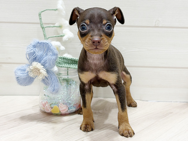 大阪府のチワピン(チワワ×ミニチュアピンシャー) (ペッツファーストららぽーと門真店/2026年1月21日生まれ/男の子/チョコレートタン)の子犬の1枚目の画像