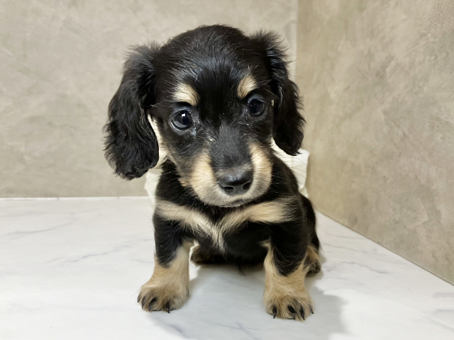 ミニチュアダックスフンド