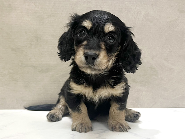 ミニチュアダックスフンド