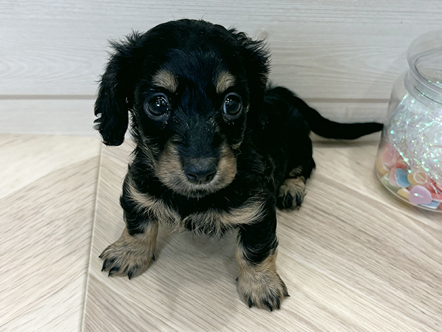 広島県のミニチュアダックスフンド(ロング) (ペッツファースト広島府中店/2026年1月21日生まれ/女の子/ブラックイエロー)の子犬の1枚目の画像