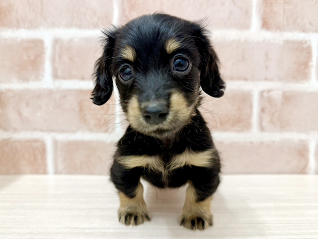 ミニチュアダックスフンド