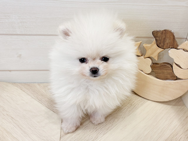 広島県のポメラニアン (ペッツファースト広島府中店/2026年1月21日生まれ/女の子/ホワイト)の子犬の1枚目の画像