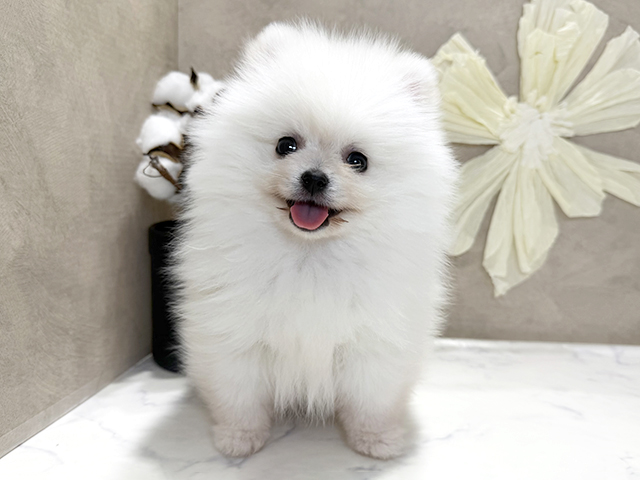 兵庫県のポメラニアン (ペッツファースト神戸三宮センター街店/2026年1月21日生まれ/男の子/ホワイト)の子犬の1枚目の画像