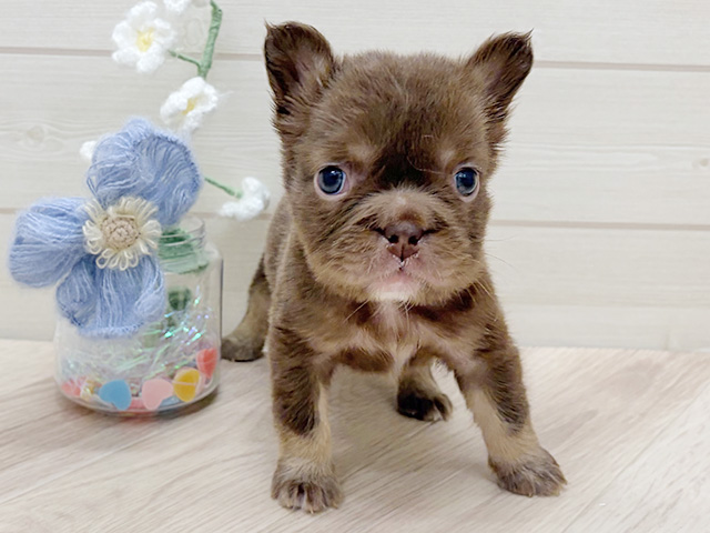 大阪府のフレンチブルドッグ (ペッツファーストららぽーと門真店/2026年1月20日生まれ/女の子/チョコレートタン)の子犬の1枚目の画像