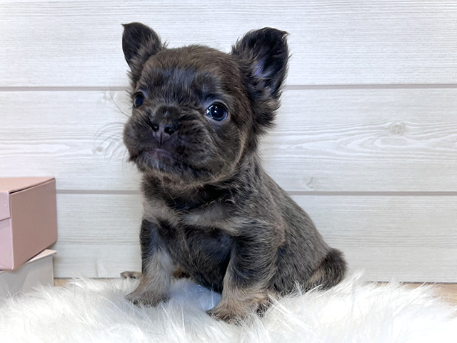 東京都のフレンチブルドッグ (ペッツファースト麻布十番店/2026年1月19日生まれ/女の子/ブルータン)の子犬