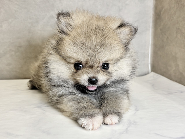 愛知県のポメラニアン (ペッツファースト名古屋栄店/2026年1月19日生まれ/男の子/ウルフセーブル)の子犬