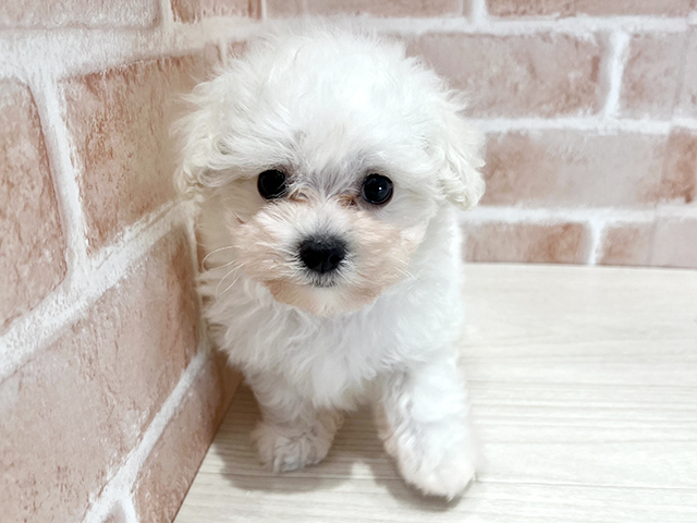 東京都のマルプー(マルチーズ×プードル) (ペッツファースト荻窪店/2026年1月21日生まれ/女の子/クリーム)の子犬の1枚目の画像