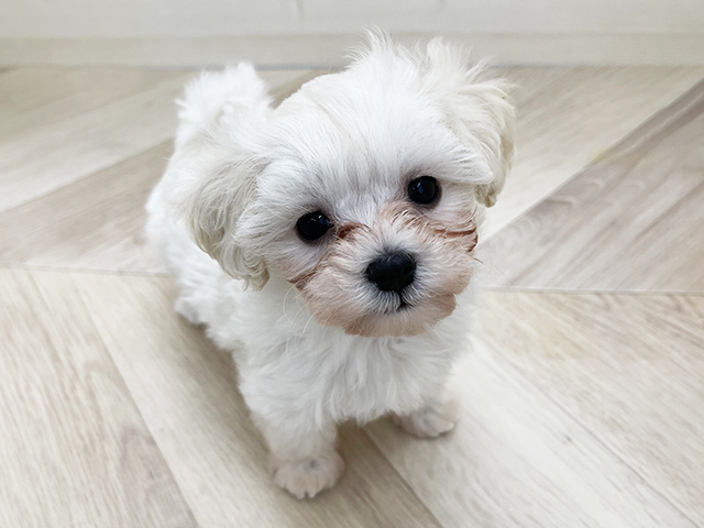 埼玉県のマルプー(マルチーズ×プードル) (ペッツファースト上尾店/2026年1月21日生まれ/女の子/クリーム)の子犬の1枚目の画像