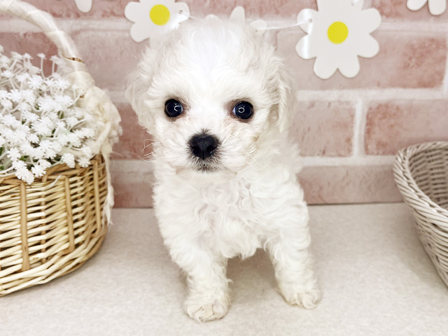 ビションフリーゼ