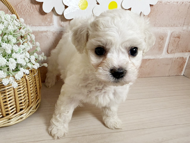 ビションフリーゼ