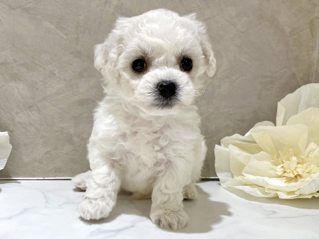 ビションフリーゼ