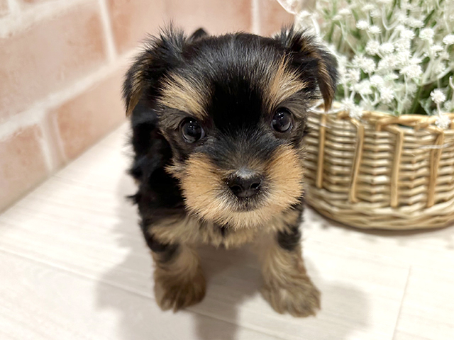 ヨークシャーテリア